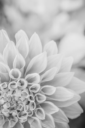 White Flower II