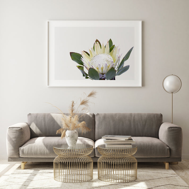 White King Protea II