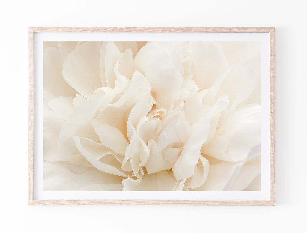 White Peony