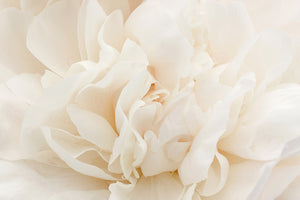 White Peony