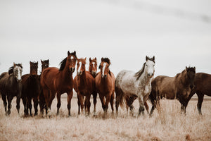 Wild Brumbies