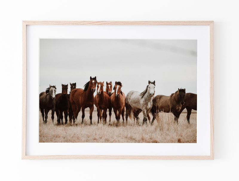 Wild Brumbies