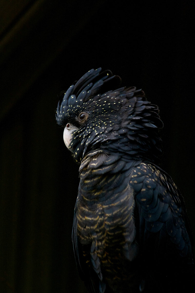 Black Cockatoo