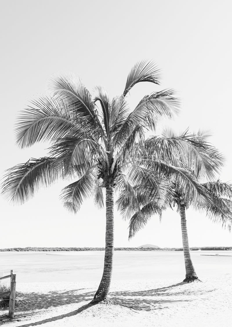 Cotton Tree Palms II