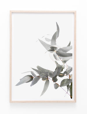 Eucalyptus Gum Leaves