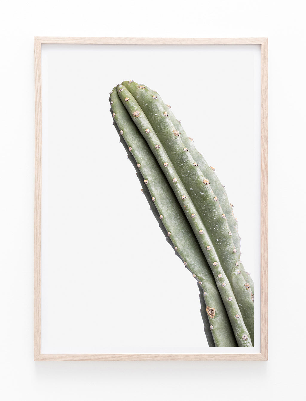 Lone Cacti