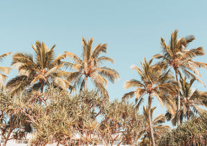 Noosa Palms