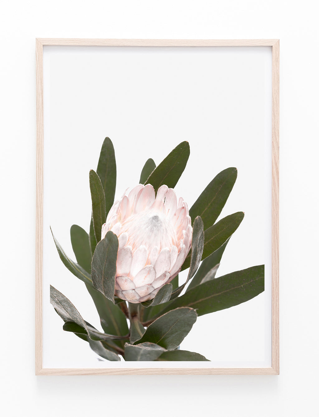 Pale Pink Protea II
