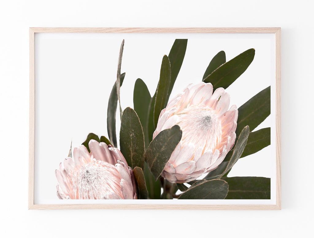 Pale Pink Proteas III