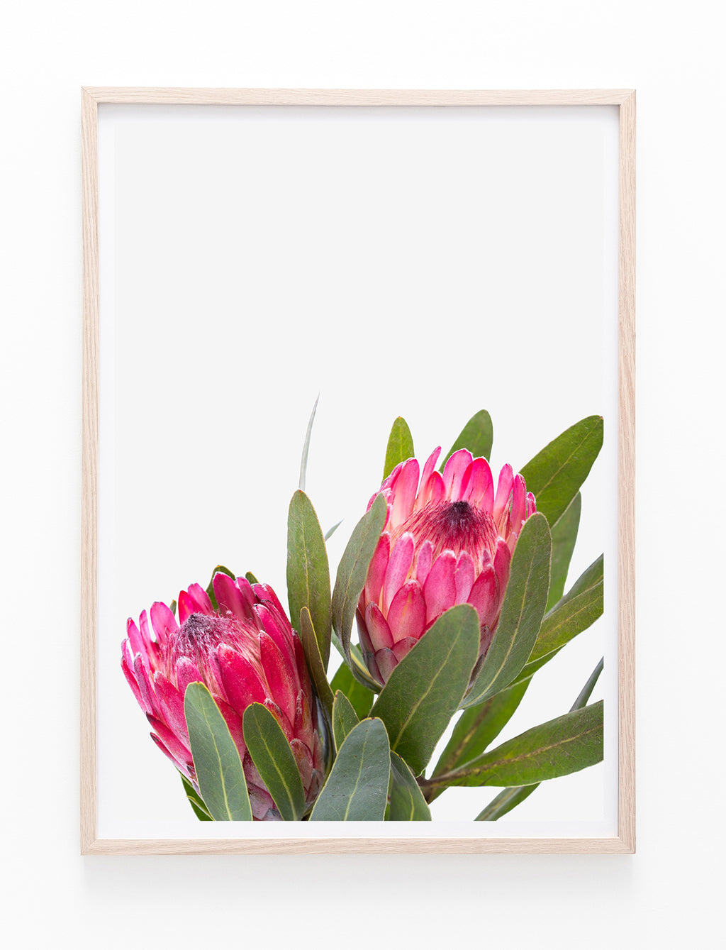 Pink Proteas