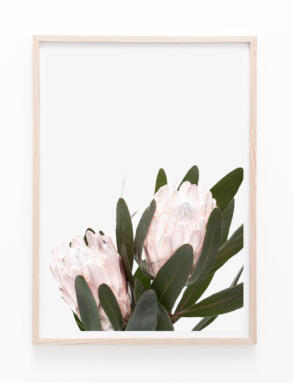 Pale Pink Proteas