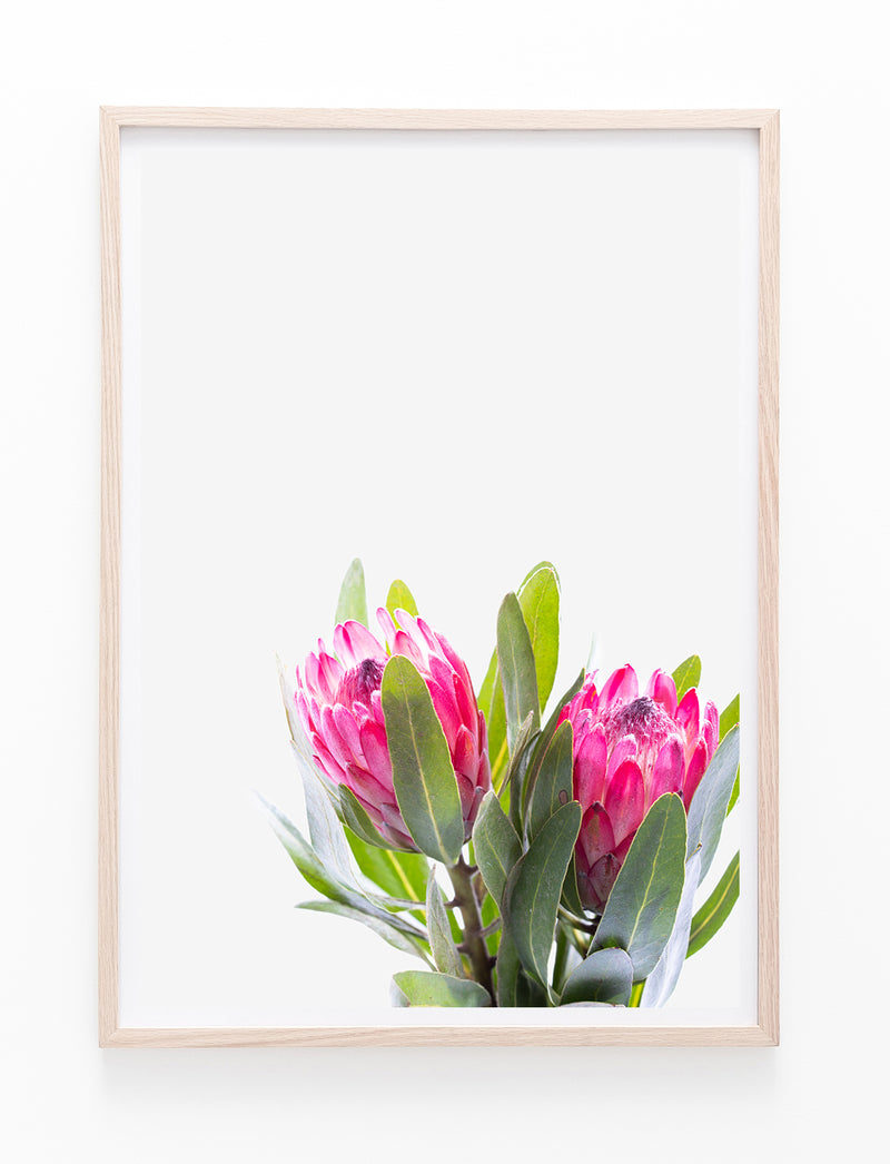 Pink Proteas II