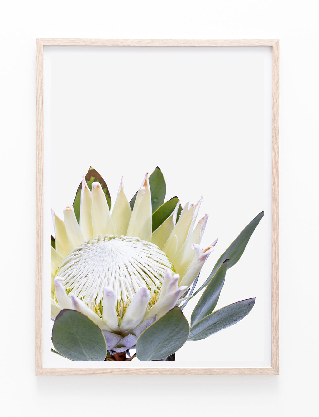 White King Protea