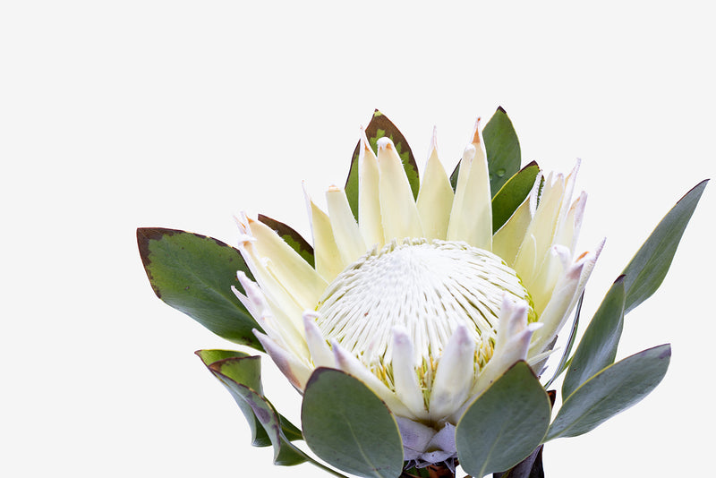 White King Protea II