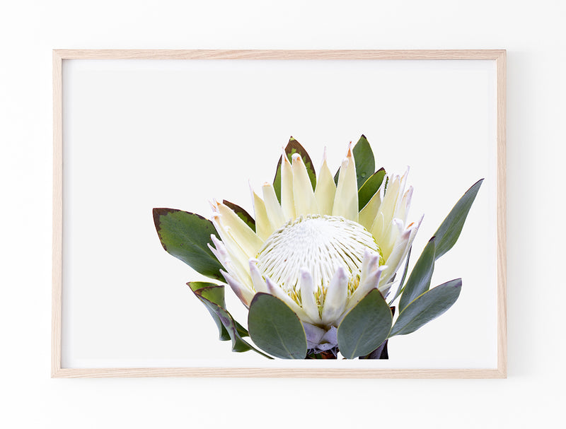 White King Protea II