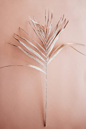 Dried Palm