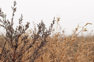 Wild Artemisia